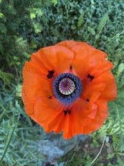 Papaver × pseudo-orientale