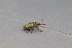 Phyllobius intrusus