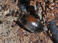 Sepedophilus marshami