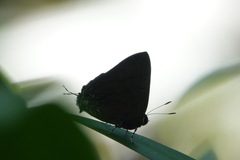 Rapala varuna formosana