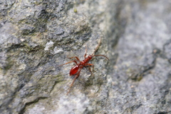 Phygadeuontinae