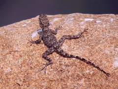 Psammophilus dorsalis