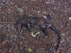 Paradoxurus hermaphroditus