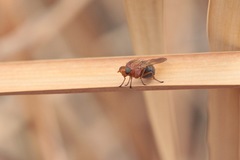 Meiosimyza appula
