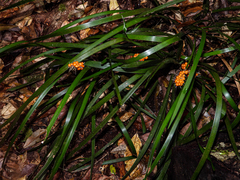 Lomandra spicata