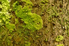 Coenogonium implexum