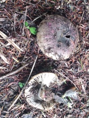 Russula vinaceocuticulata