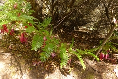 Clianthus maximus
