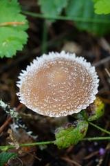 Psathyrella frustulenta