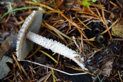 Psathyrella frustulenta