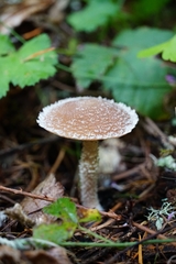 Psathyrella frustulenta