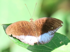 Tanaecia godartii