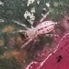 Clubiona robusta
