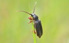 Tetropium castaneum