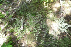 Coprosma microcarpa