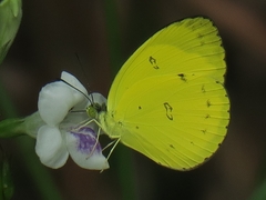 Eurema nicevillei