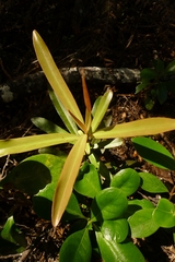 Myrsine salicina