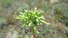 Silene densiflora