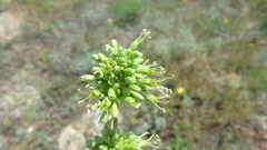 Silene densiflora