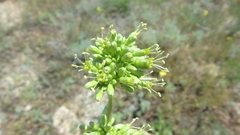 Silene densiflora