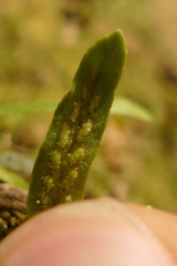 Notogrammitis ciliata