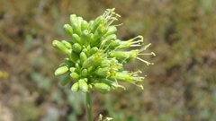 Silene densiflora