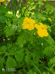 Chelidonium majus