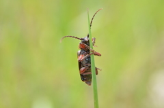 Tetropium castaneum