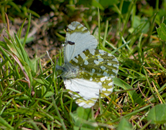 Euchloe ausonia