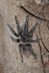 Lasiodora klugi
