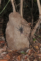 Lasiodora klugi