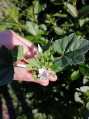 Malva