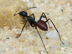 Dinomyrmex gigas