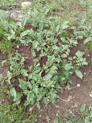 Psephellus caucasicus