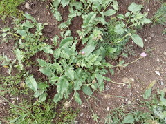 Psephellus caucasicus