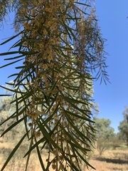 Acacia aneura