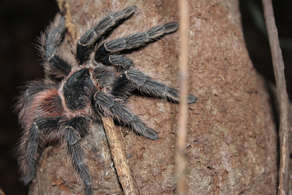 Mygale écarlate de Bahia (Lasiodora klugi)
