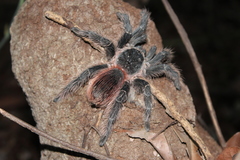Lasiodora klugi