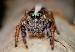 Mopsolodes australensis