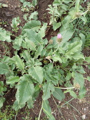 Psephellus caucasicus