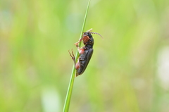 Tetropium castaneum