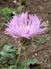 Psephellus caucasicus