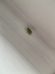 Polydrusus pterygomalis