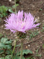 Psephellus caucasicus