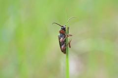 Tetropium castaneum