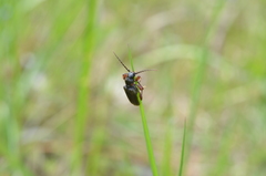 Tetropium castaneum