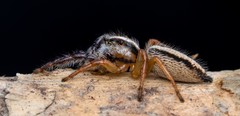 Mopsolodes australensis