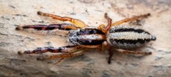 Mopsolodes australensis