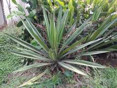 Agave sisalana