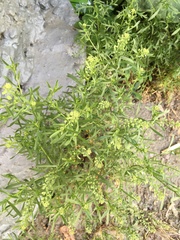 Lepidium ruderale